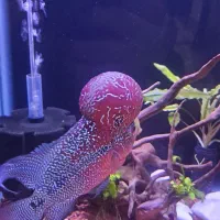 ماهی فلاور هورن|ماهی|تبریز, |دیوار