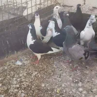 کفتر