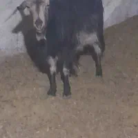 چبش ماده کهره بز ومیش جوان|حیوانات مزرعه|مرودشت, ده بید|دیوار