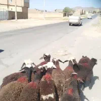 بره نر افشار سبک پلنگی دامداری جواد