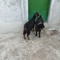 بز نر