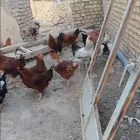 فروش تعدادی خروس قیمت توافقی
