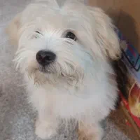 سگ شیتزو نر|سگ|یزد, |دیوار