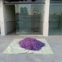 خرید و فروش گل زعفران|عمدهفروشی|تربتحیدریه, پایانه مسافربری تربت حیدریه|دیوار