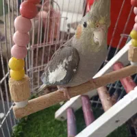 عروس هلندی نر