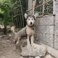 واگذاری توله هاسکی۴ماهه