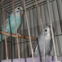 جوجه مرغ عشق و جوجه کوتوله