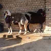 دوعدد شیشک پلنگی آبستن شکم اول.