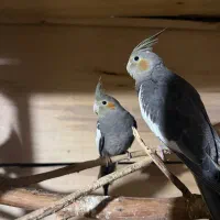 عروس هلندی|پرنده|برازجان, |دیوار