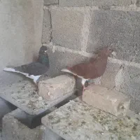کبوتر ارزون