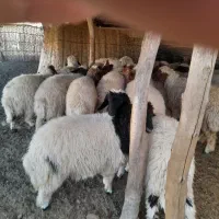 بره|حیوانات مزرعه|آبدانان, |دیوار