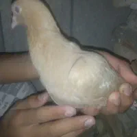 کفتر پلی دبی چی