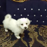 واگذاری سگ منیاتوری جیبی|سگ|نجف‌آباد, یزدانشهر|دیوار