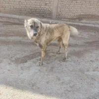 سگ گله|سگ|بجنورد, |دیوار