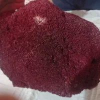 مرجان دریایی لوله ای|کلکسیون و سرگرمی|زاهدان, |دیوار