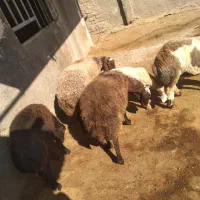 4 تا شک ابستن|حیوانات مزرعه|کوهدشت, |دیوار