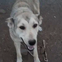 سگ سرابی ماده|سگ|اردبیل, |دیوار