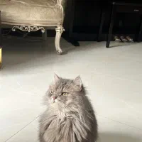 گربه بریتیش لانگ هیر|گربه|کرج, عظیمیه|دیوار