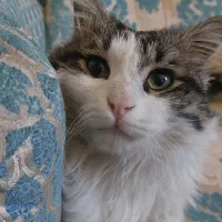 میکس پرشین کلاسیک