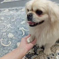 سگ پیکینوا خانگی علت فروش تعویض خانه