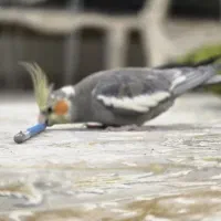 عروس هلندی نر اماده