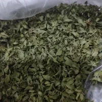 آویشن کوهی