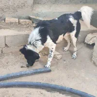 واگذاری سگ نگهبان