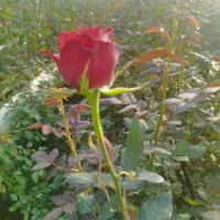 گلخانه اجاره ای|اجارهٔ دفتر صنعتی، کشاورزی، تجاری|خرم‌آباد, |دیوار