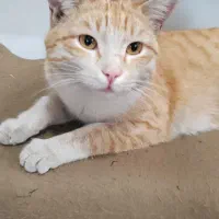 گربه گم شده|حیوانات|تبریز, |دیوار