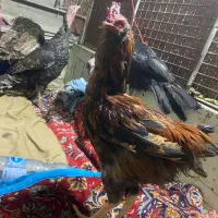 خروس مرندی لاری