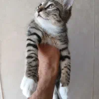 گربه دی اس اچ