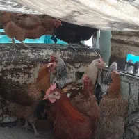 مرغ و خروس
