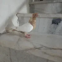 کبوتر