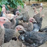 فروش 37 عدد بوقلمون 90 روزه واکسن شده سالم وحشی