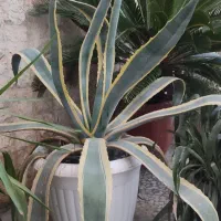 آگاو بزرگ|گل و گیاه طبیعی|رشت, دیلمان|دیوار