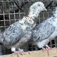 کبوتر دستپر قوچی|پرنده|قائم‌شهر, |دیوار