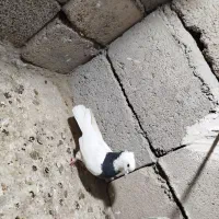 طوقی|پرنده|ریگان, |دیوار
