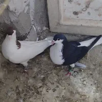 کفتر چادری افغانی|پرنده|محمدشهر, محمدشهر|دیوار