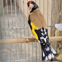 سهره نر اتو کشیده