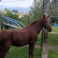 اسب کورند سال7