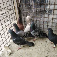 کفتر|پرنده|مشهد, ابوذر|دیوار