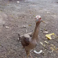 مرغ لاری|حیوانات مزرعه|تربت جام, پاسداران|دیوار