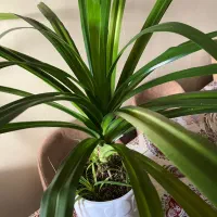 گیاه کاملا سالم