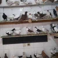 پرنده فروشی خاوری