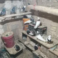 کبوتر پلاکی وطوقی وسینه ای15عدد