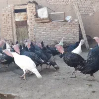 فروش جوچه بوقلمون چهار روزه و بوقلمون یکساله