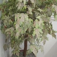 درخت گل پاییزی|گل مصنوعی|بیرجند, |دیوار