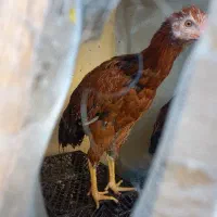 2عدد خروس محلی ۲ رگه لاری خوش استایل|حیوانات مزرعه|شهرضا, |دیوار