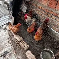 مرغ و خروس زیر قیمت