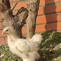 تخم مرغ خروس جوجه برهما لاری از نسل وارداتی اصیل|حیوانات مزرعه|رباط‌کریم, شترخوار|دیوار